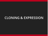 CLONING & EXPRESSION